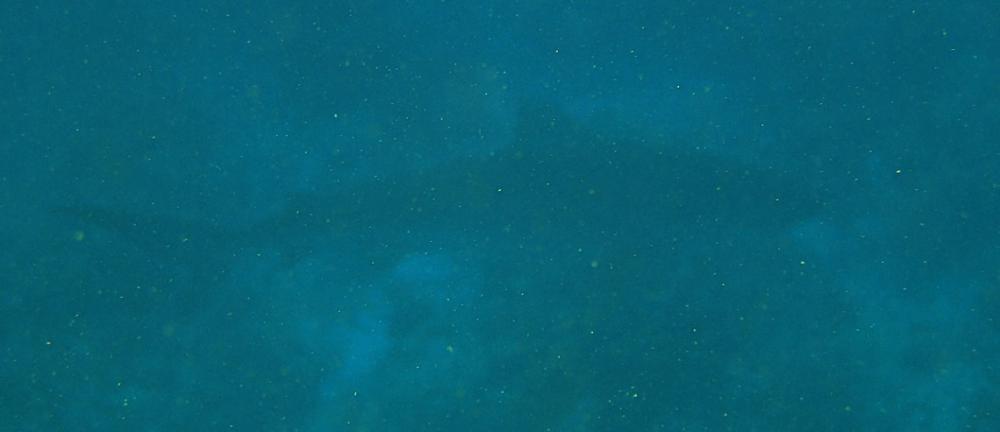 Murky picture of the tiger shark in the pass at North Minerva